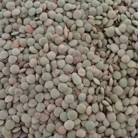 عدس تازه وخوش پخت امسال