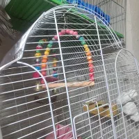 قفس پرنده