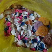 صدف تزیینی نو