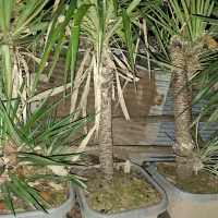 یوکا و سیکاس|گل و گیاه طبیعی|سنگر, |دیوار