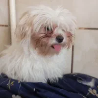 دکمه گل پسرمون