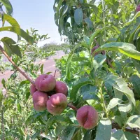 باغ و باغچه ویلا 200متری سندار|فروش زمین و ملک کلنگی|ری, علایین|دیوار