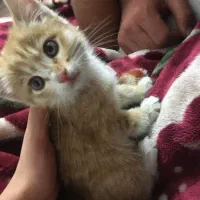 واگذاری گربه DSH|گربه|زنجان, |دیوار