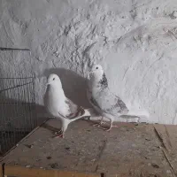 کبوتر پرشی|پرنده|کرج, کلاک پایین|دیوار