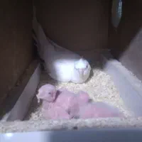 عروس هلندی آلبینو فروش و معاوضه|پرنده|کرج, خرمدشت|دیوار