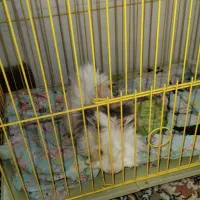 خوکچه هندی|موش و خرگوش|شیراز, شهرک مهرگان|دیوار