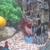 ماهی فایتر زیبا