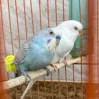 مرغ عشق|پرنده|بهبهان, |دیوار