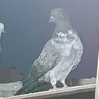 کبوتر