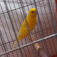 قتاری جوجه امسال نر رنگ طلایی خوشکل