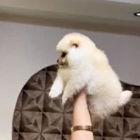 پامر خرسی عروسکی|سگ|رشت, دیانتی|دیوار