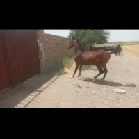 کره مادیان|اسب و تجهیزات اسب‌سواری|تهران, آرژانتین|دیوار
