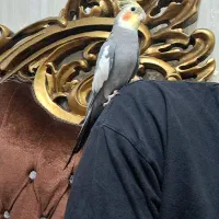 عروس رام دستی سخنگو