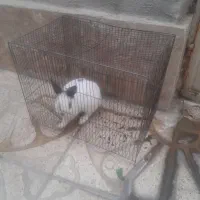 خرگوش فروشی|موش و خرگوش|اراک, |دیوار