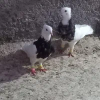 طوقی|پرنده|اهواز, پردیس|دیوار