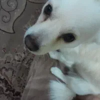 سگ نژاد اشپیتز|سگ|یزد, |دیوار