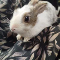 خرگوش خونگی