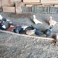 فروش کفتر