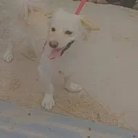 این سگ گم شده لطفا همکاری کنین ممنون میشم