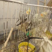 عروس هلندی|پرنده|نوشهر, |دیوار