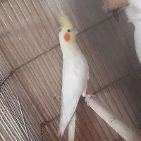 عروس هلندی|پرنده|ساوه, |دیوار