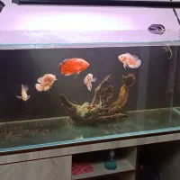 ماهی اسکار|ماهی|فردیس, شهرک شهید حسینی|دیوار