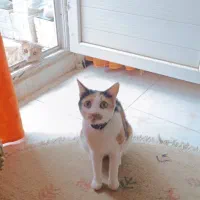 واگذاری گربه