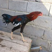 خروس لاری|حیوانات مزرعه|نوشین شهر, |دیوار