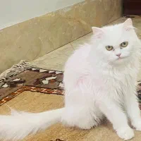 گربه پرشین ماده