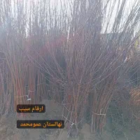 نهال های پیوندی پسته ،بادام،گردو ارقام میوه|خدمات باغبانی و درختکاری|شیراز, نیایش|دیوار