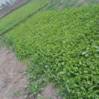 سبزی خوردن|خوردنی و آشامیدنی|فاضل آباد, |دیوار