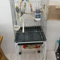عروس هلندی