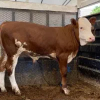 گوساله اصیل ساده|حیوانات مزرعه|قم, صادقی|دیوار