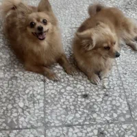 پامرین روباهی نر ماده|سگ|قم, پشت انبار نفت|دیوار