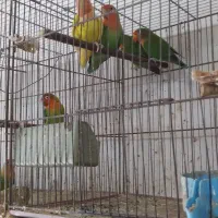 قناری.طوطی عروس.وبریزیلی.|پرنده|آستانه اشرفیه, |دیوار