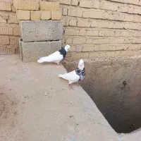 طوقی نروماده