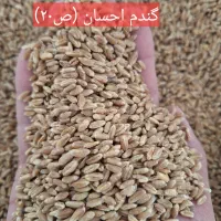 گندم بذر احسان و تکتاز بوجار شده و آماده کشت.|خدمات باغبانی و درختکاری|آق قلا, |دیوار