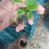 گل سینوره(گل عید)سبدی و شیتل|گل و گیاه طبیعی|لیسار, |دیوار