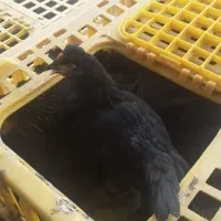 جوجه عمده ۳ ماهه جهادی