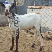 نری گوشتی|حیوانات مزرعه|بندرعباس, |دیوار