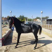 اسب بسیار خون دار