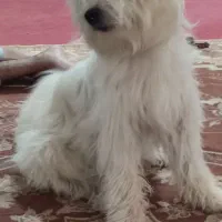 سگ خانگی|سگ|چابهار, |دیوار