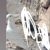 کبوتر گم شد