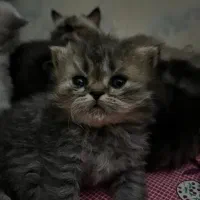 واگذاری پرشین هیماایین|گربه|زاهدان, |دیوار