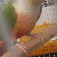 جفت گرینچیک به شرط تخم و جوجه