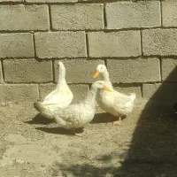 اردک