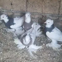 طوقی پاپر|پرنده|مبارکه, |دیوار