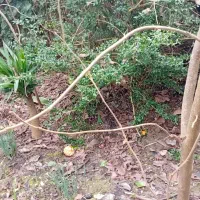 گل وگیاه خانگی زیبا