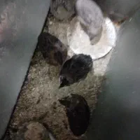 ۴عددبلدرچین نژاد خاص