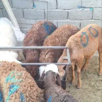 بره نر افشاری